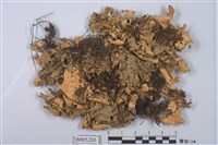 藏品(肺衣屬)的圖片